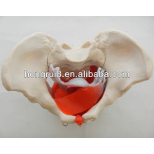 ISO Female pelvis model with pelvic muscles and pelvic organs, Female Genital Organs Model